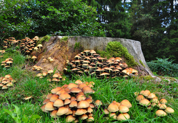 Mushrooms on a tree trunk - 26677394
