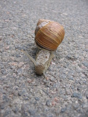 Ein Schneck