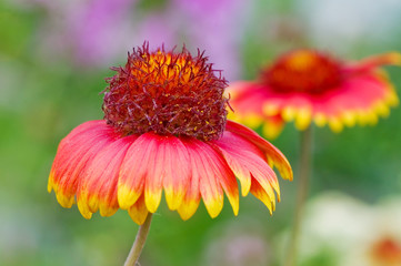 Beautiful flowers on green background