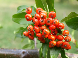 Baies de pyracantha