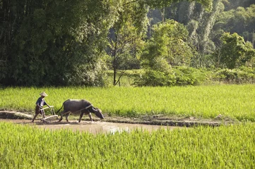 Gordijnen Paysan dans un rizière - Guangxi, South China © Delphotostock