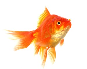 goldfish