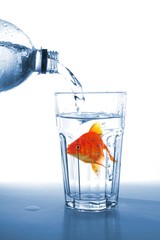 goldfish in glass water