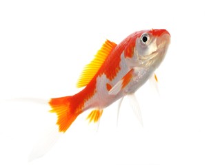 Fototapeta premium goldfish