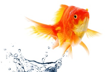 goldfish