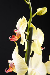 yellow orchid