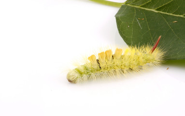 Naklejka premium Caterpillar