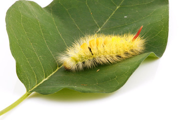 Caterpillar
