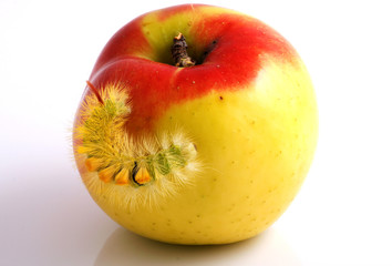 Caterpillar and Apple
