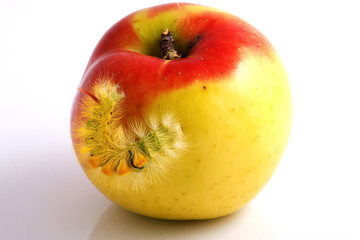 Caterpillar and Apple