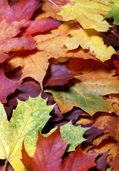 Autumn leaf