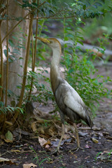 Cattle Egret