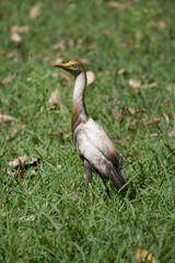 Cattle Egret