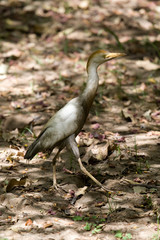 Cattle Egret