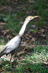 Cattle Egret