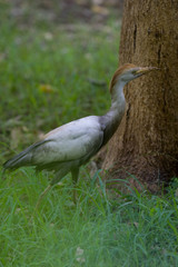Cattle Egret