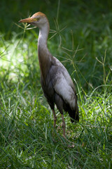 Cattle Egret