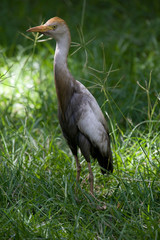 Obraz na płótnie Canvas Cattle Egret