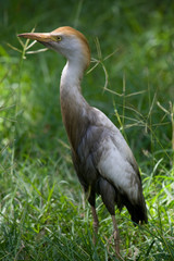 Cattle Egret