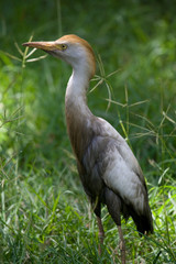 Cattle Egret