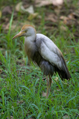 Cattle Egret