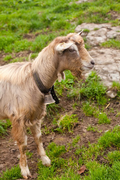 beautiful goat in swiss countryside
