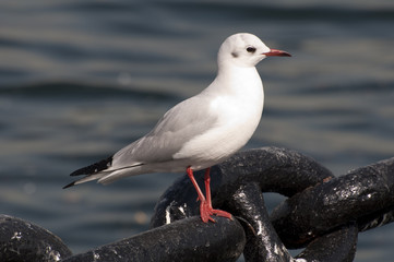 Fototapeta premium カモメ