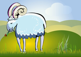 nature background with sheep
