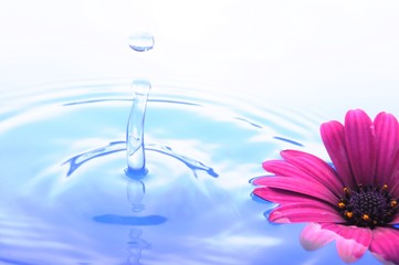 Naklejka na ściany i meble flower in water
