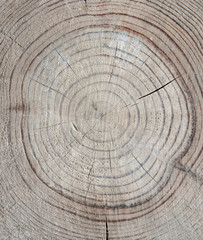 Annual rings on cut tree