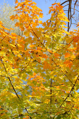 Herbst: bunte Ahornblätter im Sonnenlicht - Hochformat