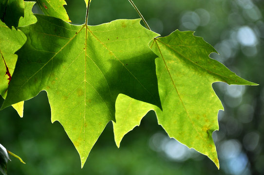 "Feuille D'arbre" bilder – Bläddra bland 212 stockfoton, vektorer och