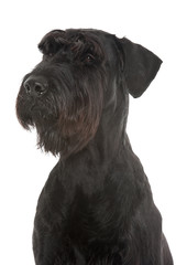 Obraz premium Riesenschnauzer