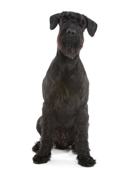 Riesenschnauzer