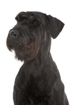 Riesenschnauzer