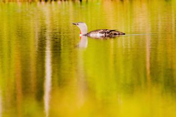 Red throated loon