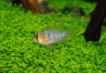 Acquario tropicale Microgeophagus ramirezi