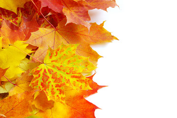 autumn maple leafs