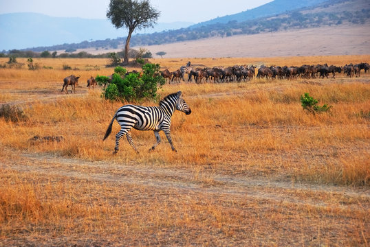African landscape with zebra