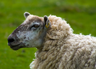 Naklejka premium Sheep