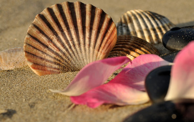 Plage et rêve, pétales, sable, coquillages et galets