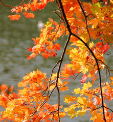 Herbst: bunte Ahornblätter im Sonnenlicht am Wasser
