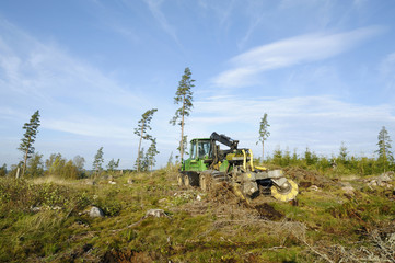 Fototapeta premium forest clearing landscape