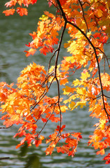 Herbst: bunte Ahornblätter im Sonnenlicht am Wasser