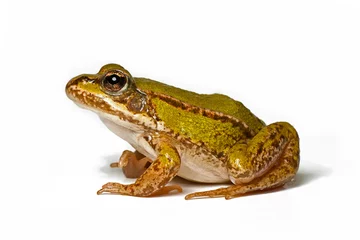 Wall murals Frog small green frog in profile on a white background