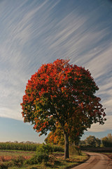 Obraz na płótnie Canvas Laubbaum im Herbst