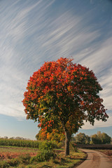 Naklejka premium Laubbaum im Herbst