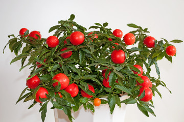 Korallenstrauch - Solanum pseudocapsicum