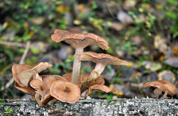 Грибы в лесу. Опята