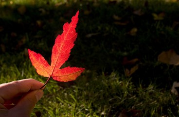 A Hand Holding A Red Leaf